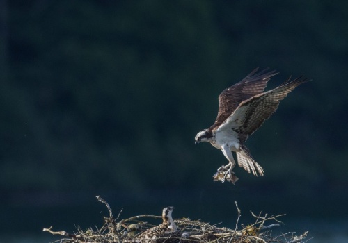 Ekstremalnie rzadkie ptaki wróciły do gniazd w Polsce. Każdy jest bezcenny