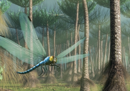 Ważka osiągnęła wielkość krogulca. Jak to jest w ogóle możliwe?