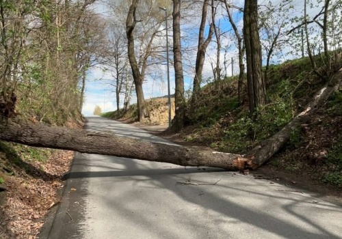 Przewrócone drzewa, połamane konary. Pracowity dzień strażaków w regionie