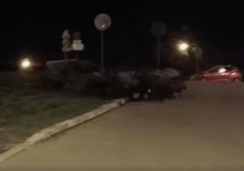 „Dzika” procesja w centrum Rzeszowa. Miasto dla dzików bezpieczniejsze niż las?