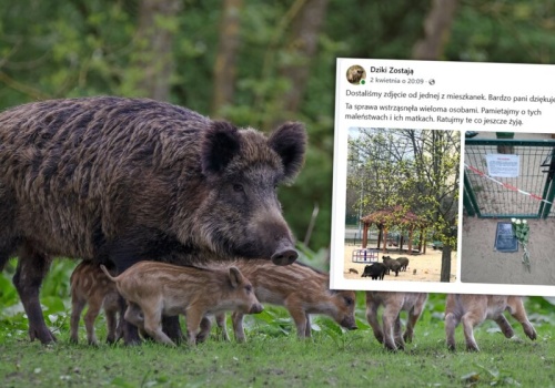 Plac zabaw zamienił się w śmiertelną pułapkę. Dziki nie żyją, mieszkańcy wściekli