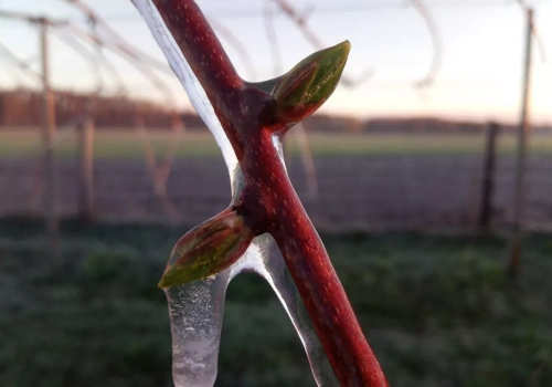 Silne przymrozki nadciągają! Rośliny i plony zagrożone!