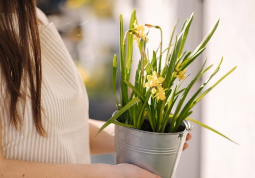 Włóż do doniczki, a nie braknie ci pieniędzy. Babcie robiły to po świętach