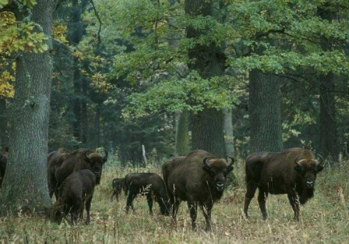 Do końca czerwca MKiŚ wyznaczy obszary starolasów. Obejmą 2 proc. terenów leśnych