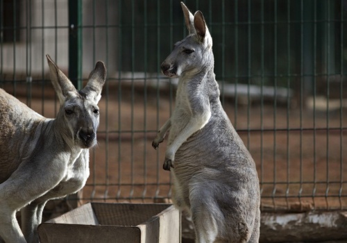 Gdańskie zoo chce wybudować nowy wybieg dla kangurów. W planach też inne inwestycje