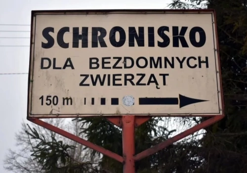 Zaskakujący ruch nowej kierowniczki schroniska w Pawłowie. Pracowała tylko jeden dzień