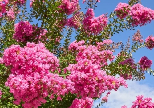 Nie sadzę już hortensji. Ten krzew kwitnie ponad 100 dni