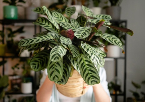 Tajemnica kalatei. Ta roślina pochłania wilgoć z mieszkania i poprawia jego mikroklimat