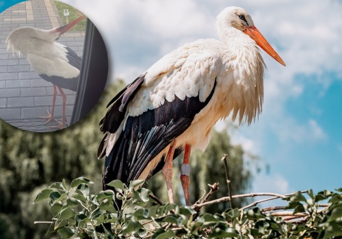 Obudziło ich głośne pukanie do drzwi. Przed domem stał bocian