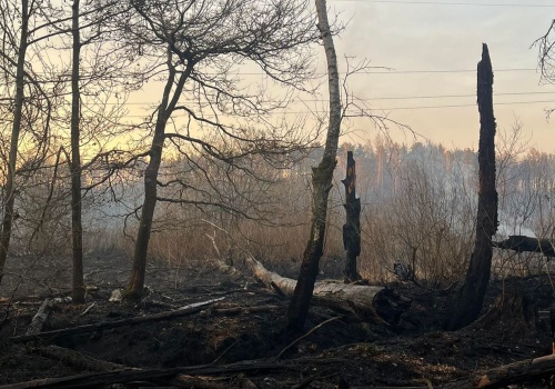 Duży pożar w powiecie białobrzeskim! W akcji straż i dromadery