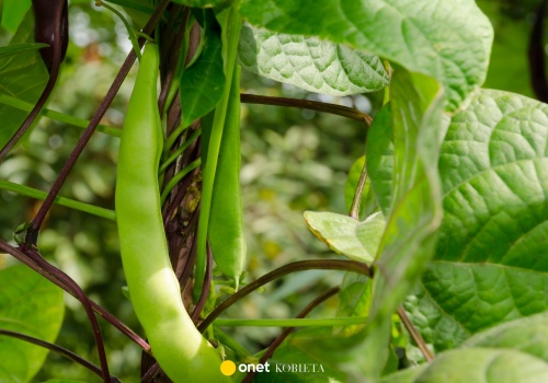 Polacy się nią zajadają. Jest najbardziej trującą rośliną roku