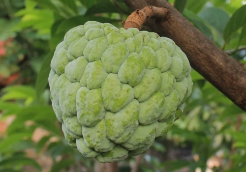 Czerymoja gdzie kupić - gdzie znaleźć świeży owoc i jak wybrać najlepszą jakość