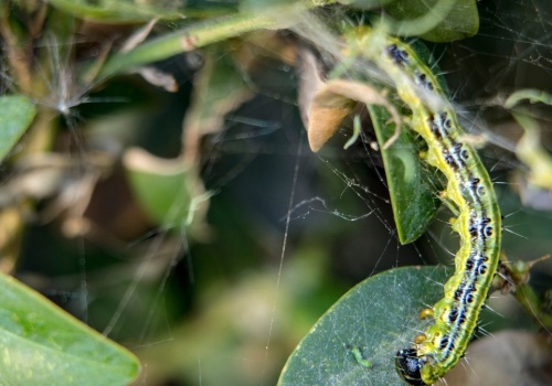 Ćma bukszpanowa pojawiła się w ogrodzie? Tak szybko ją wypędzisz