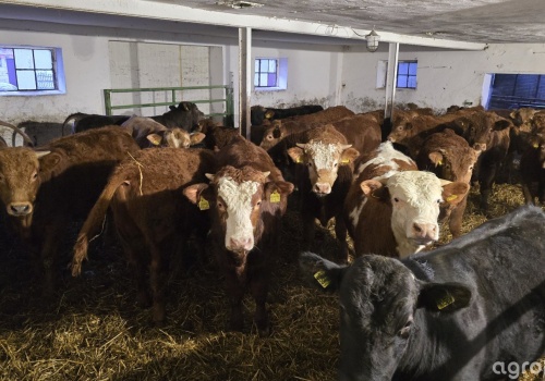 Dobrostan zwierząt 2025 – stawki niższe. Rolnicy dostaną mniej