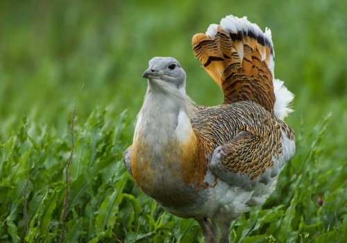 Projekt powrotu dropia zwyczajnego. Jaja ptaków trafią do stacji w Pławinie