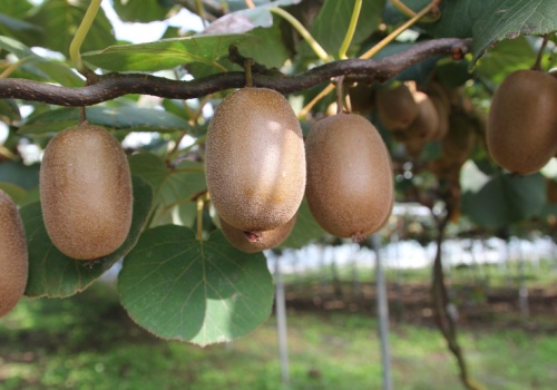 Na Ukrainie uprawia się nawet tropikalne kiwi. Biolog wyhodował odmianę odporną na mrozy