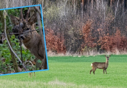 Koziołek z paskudną naroślą na Wyspie Bolko. Straż Miejska: Dzikich zwierząt nie wyłapujemy