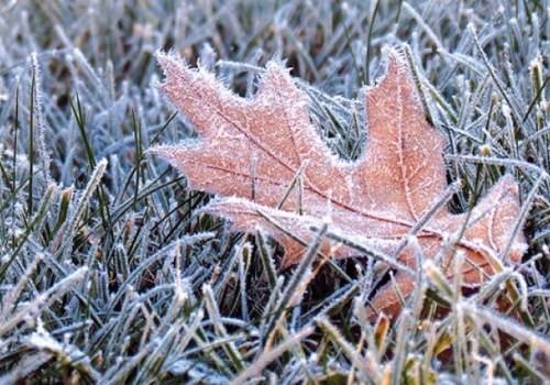 Nocne przymrozki wracają. Temperatura spadnie do -4°C