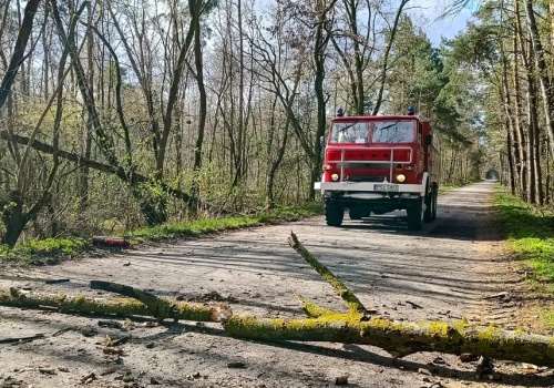 Wiatr przewracał drzewa i łamał gałęzie