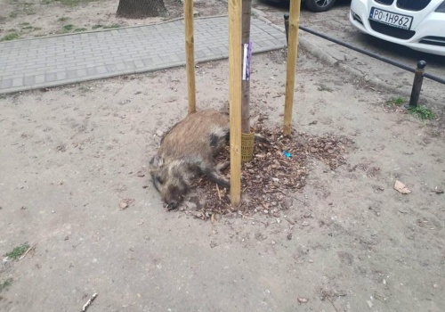 Czy dziki trzeba zabijać między blokami? Oburzenie aktywistów po akcji na Mokotowie