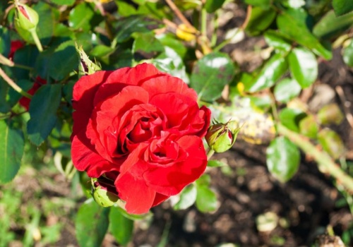 Posadź to przy różach, a odwdzięczą się morzem kwiatów przez cały sezon. Efekty widać od razu