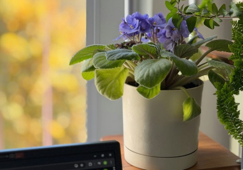 Jeden liść i masz kilka nowych fiołków. Tylko w 2 tygodnie!