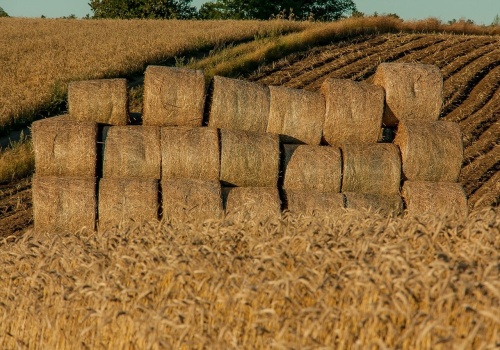 KE pokazuje karty: nadpodaż pasz i napięcie w pszenicy