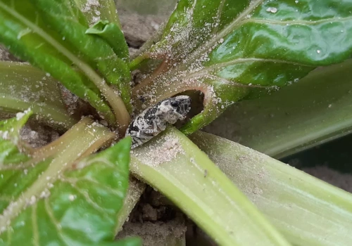 Groźny szkodnik już na polach. Może zniszczyć buraki na starcie