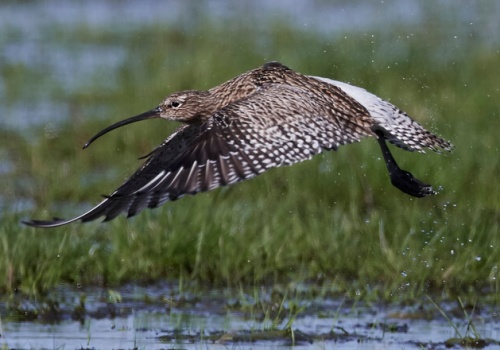 Park Narodowy „Ujście Warty” bez myśliwych. Powstaje strefa buforowa chroniąca ptaki