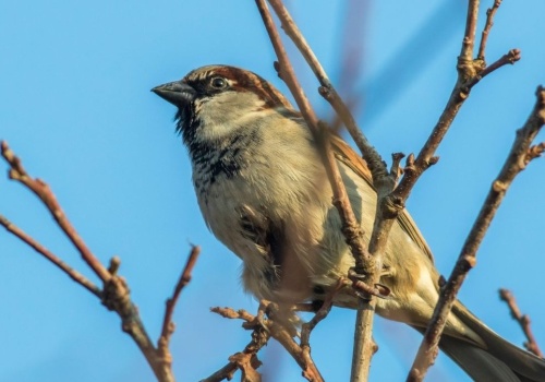Gdzie podziały się wróble? Polacy coraz rzadziej widują te pożyteczne ptaki