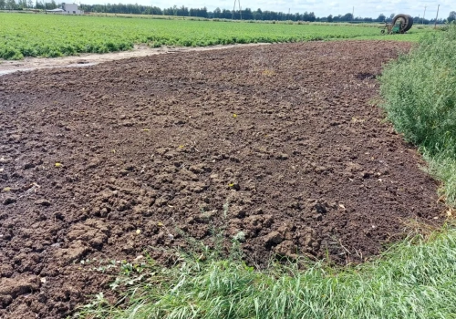 Rośnie zainteresowanie pomiotem kurzym. Ile kosztuje z transportem?