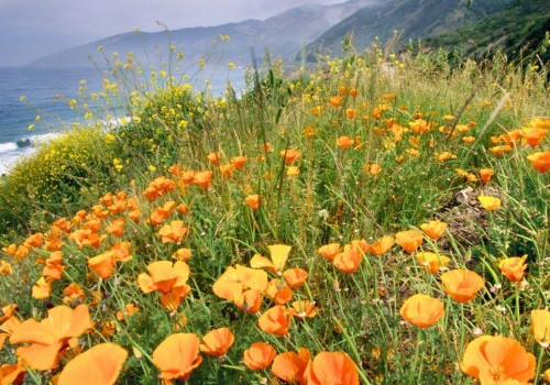 Wyjątkowa roślina znana od 100 lat. Jej kwiaty 