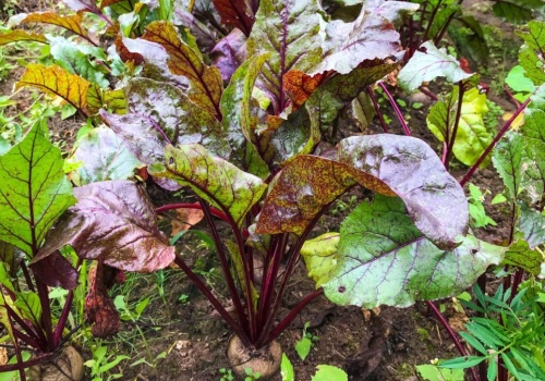Posadź to przy burakach i patrz, co się stanie. Plony mogą cię naprawdę zaskoczyć