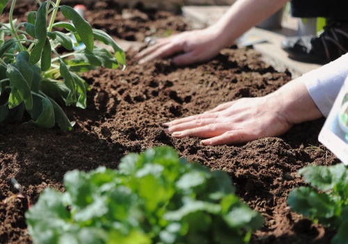 Kraków zaprasza na warsztaty o glebie. Startuje Szkoła Miejskich Ogrodników 2026