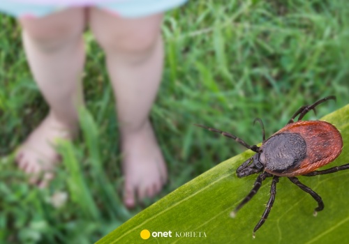 W kwietniu rozsyp to w ogrodzie. Kleszcze nawet się nie zbliżą