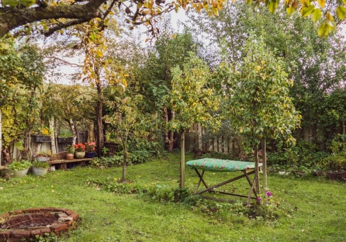 Jak zadbać o ogród podczas przymrozków? Tego nie rób, bo stracisz rośliny! Oto najczęstsze błędy