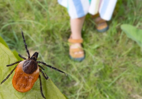 Wylęgarnia kleszczy w domu? Sprawdź gdzie się chowają zanim zaatakują