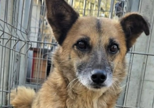 Zaginął pies w Krakowie. Rysio uciekł po ataku na Czyżynach – trwa dramatyczna akcja poszukiwawcza