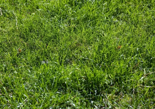 Wsypuję 3 łyżki i mech znika. Tak ratuję trawnik bez chemii