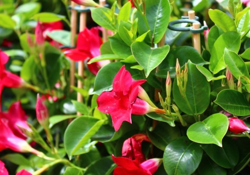 Zrób to już na początku sezonu. Dipladenia zakwitnie jak nigdy wcześniej