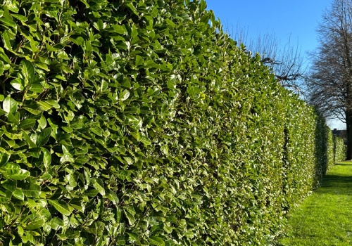 Nowa królowa ogrodów. Sadzą zamiast tui, a po zimie wyłazi 