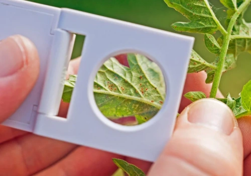 Liście żółkną i pojawia się pajęczynka? To znak. Ten trik działa szybciej niż chemia