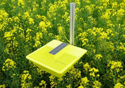 Słodyszek w rzepaku. Kiedy pryskać, żeby nie stracić plonu?