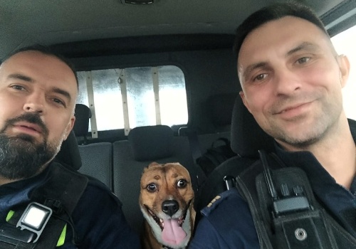 Ktoś przywiązał psa do barierki. Poszukiwania nie przyniosły efektu