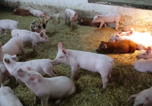 Bartosz Czarniak: Jeszcze przed weekendem majowym ceny tuczników będą wyższe niż w Niemczech