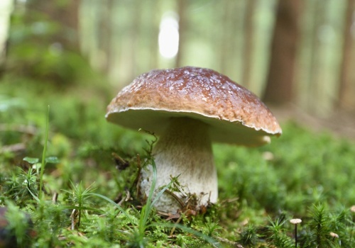 Grzyby są skarbnicą ważnego pierwiastka. W Polsce go brakuje