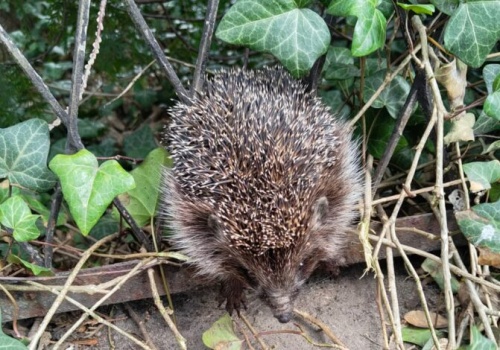 Jeż utknął w ogrodzeniu. Z pomocą ruszyła częstochowska Straż Miejska