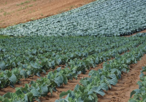 Siarka w specjalnej formulacji przeciw mączniakom warzyw