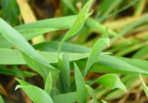 T1 w pszenicy: od jakiej temperatury można wykonać zabieg?
