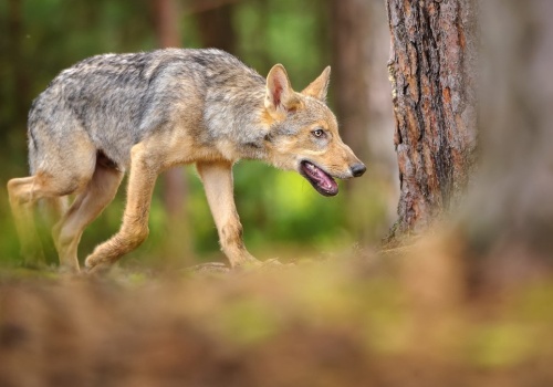 U wilka z Polski wykryto śmiertelnego wirusa. Mógł zarazić się od dzika